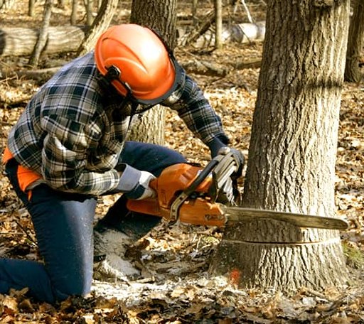 Tree Removal in Eglon, WV